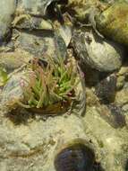 Image de anémone de mer verte