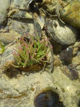 Image of Snakelocks anemone