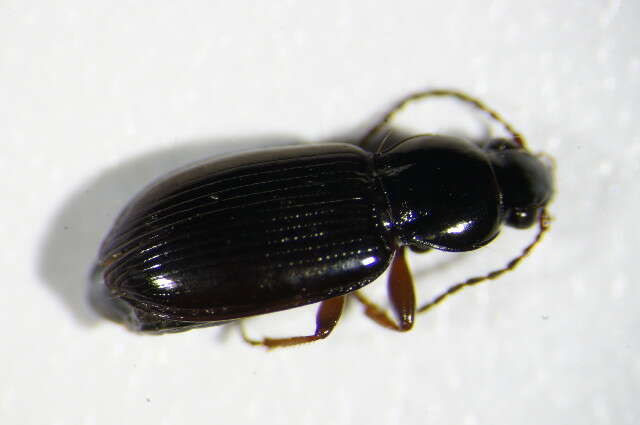 Image of Pterostichus (Phonias) strenuus (Panzer 1796)