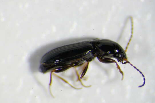 Image of Carabidae