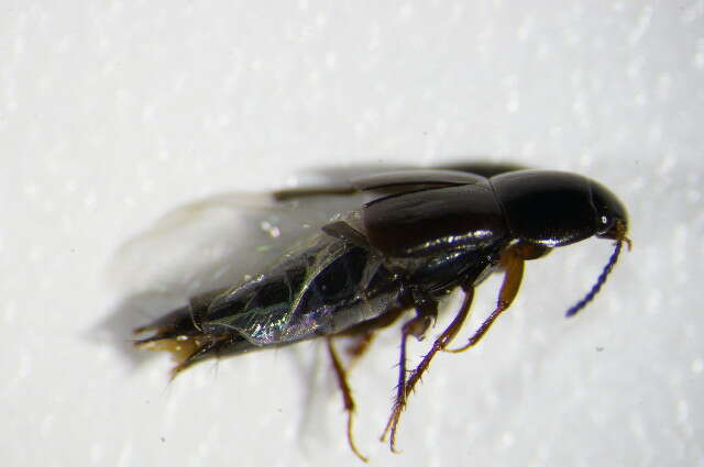 Image of Rove beetle