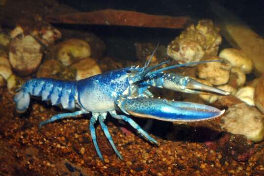 Image of American Lobster