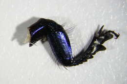 Image of Trypocopris vernalis (Linnaeus 1758)