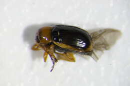 <i>Cryptocephalus pusillus</i> resmi