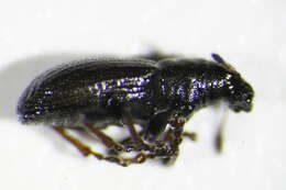 Image of Clover Root Weevil