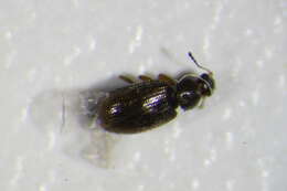 Image of <i>Corticarina fuscula</i>