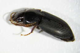 صورة Harpalus (Harpalus) smaragdinus (Duftschmid 1812)