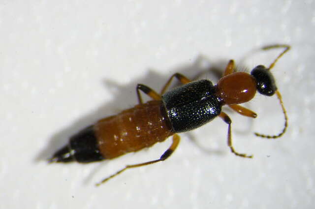 Image of Paederus (Heteropaederus) fuscipes Curtis 1826