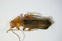 Image of <i>Cantharis cryptica</i>