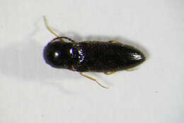 Image of <i>Ebaeus thoracicus</i>