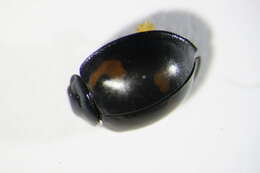 Image of Pine Lady Beetle