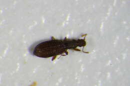 Слика од Dienerella elongata