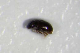 Image of Nossidium