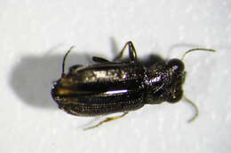 Image of Big-Eyed Bronze Beetle