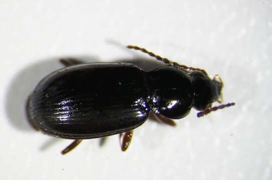 Image of Pterostichus (Phonias) strenuus (Panzer 1796)