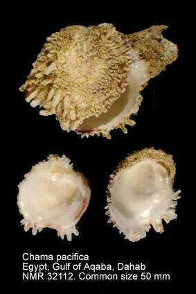 Image of Mollusca