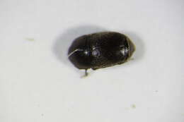 Image of Apion haematodes