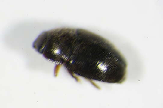 Image of Lamiogethes brunnicornis