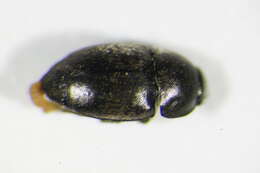 Image of Afrogethes tristis