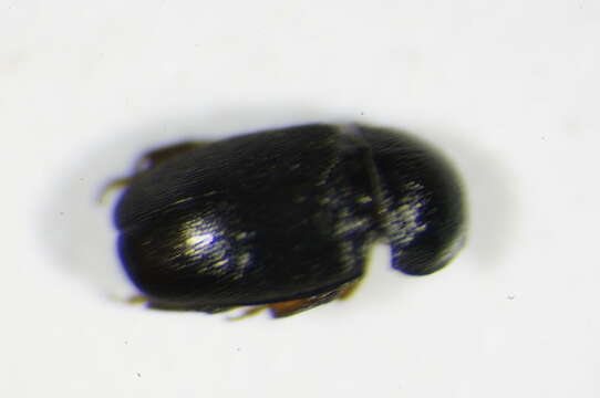 Image of Brassicogethes anthracinus