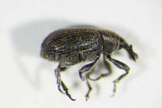 Image of Weevil