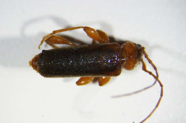 Image of Long-horned beetle