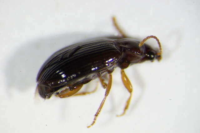 Image of Carabidae