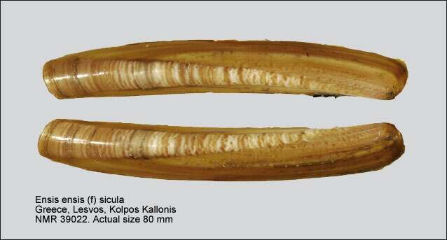 Image of Razor shell