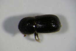 Image of Bark beetle