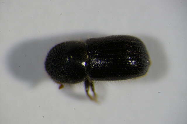 Image of Bark beetle