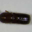 Image of Xyleborus dryographus Wood & Bright 1992