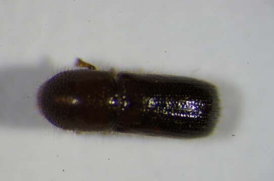 Image of Xyleborus dryographus Wood & Bright 1992