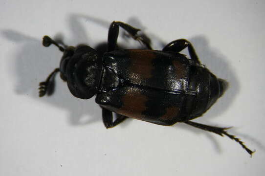 Image of Boreal Carrion Beetle