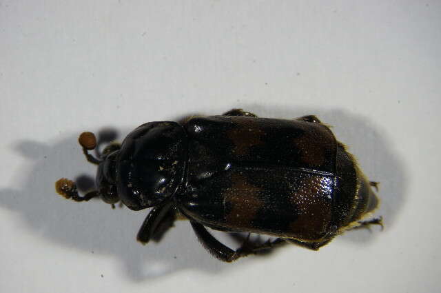 Imagem de <i>Nicrophorus fossor</i>