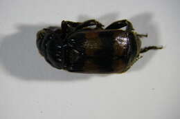 Imagem de <i>Nicrophorus fossor</i>