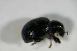 Image of <i>Omias rotundatus</i>