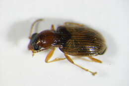 Image de Bembidion (Paraprincidium) ruficolle (Panzer 1796)