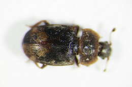 Image of Sap-feeding beetle