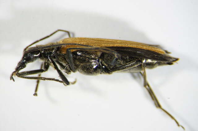 Image of <i>Oedemera femorata</i>