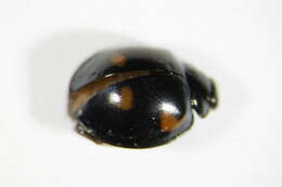 Image of Pine Lady Beetle