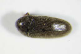 Image of Aulonothroscus brevicollis