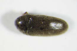 Image de Aulonothroscus brevicollis