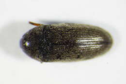 Image de Aulonothroscus brevicollis