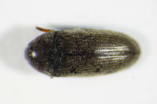 Image of Aulonothroscus brevicollis