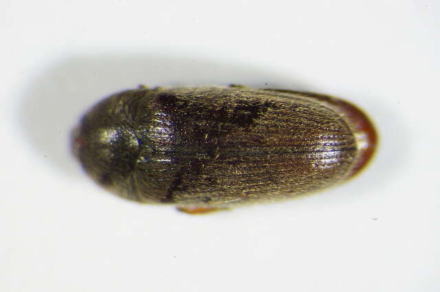 Image de Aulonothroscus brevicollis