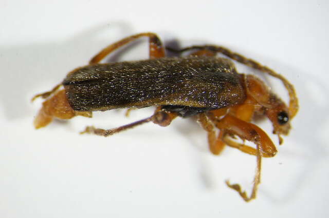 Imagem de <i>Cantharis pallida</i>