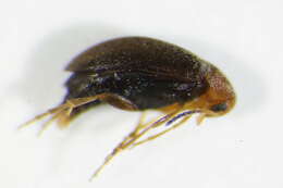 Слика од <i>Anaspis thoracica</i>