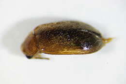 Image of <i>Elodes minuta</i>