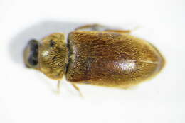 Image of <i>Byturus ochraceus</i>