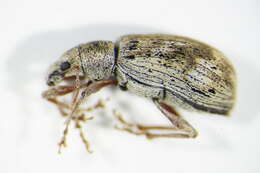 Polydrusus (Polydrusus) tereticollis (De Geer 1775) resmi